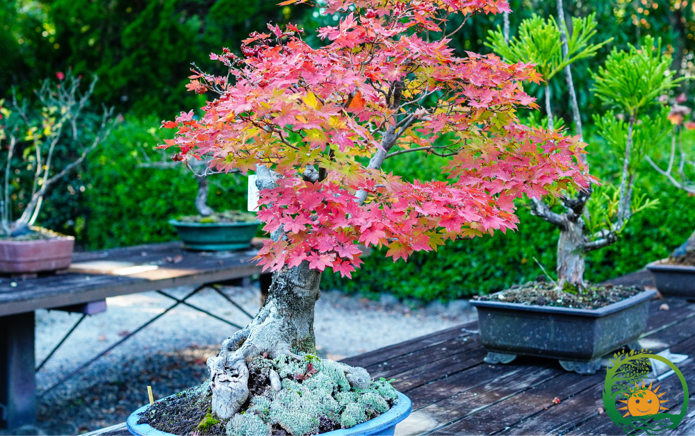 Dein Bonsai-Projekt: Mit Rotahorn- Schirmkiefer- und Ginkgo-Sets erfolgreich starten