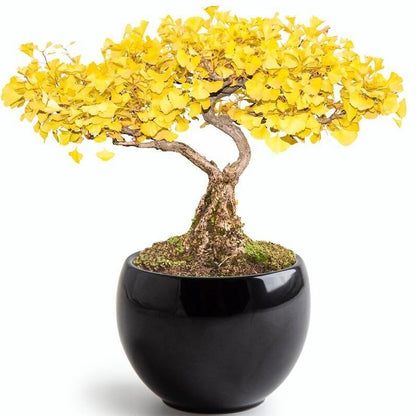 Bonsai Anzucht-Set – Gingko inkl. Keramiktopf