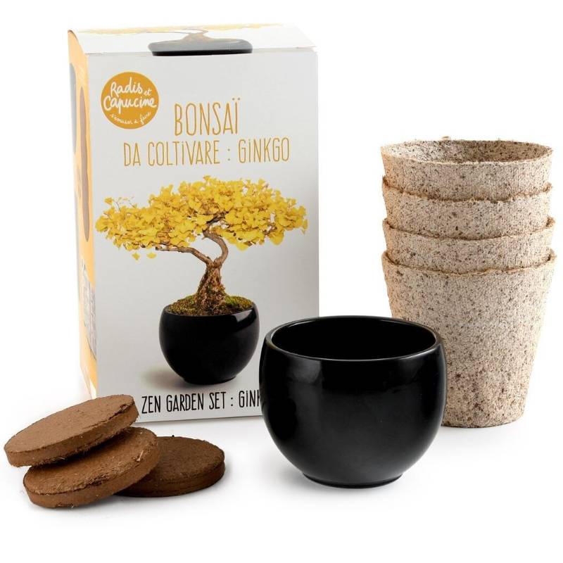 Bonsai Anzucht-Set – Gingko inkl. Keramiktopf