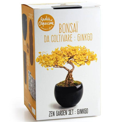 Bonsai Anzucht-Set – Gingko inkl. Keramiktopf