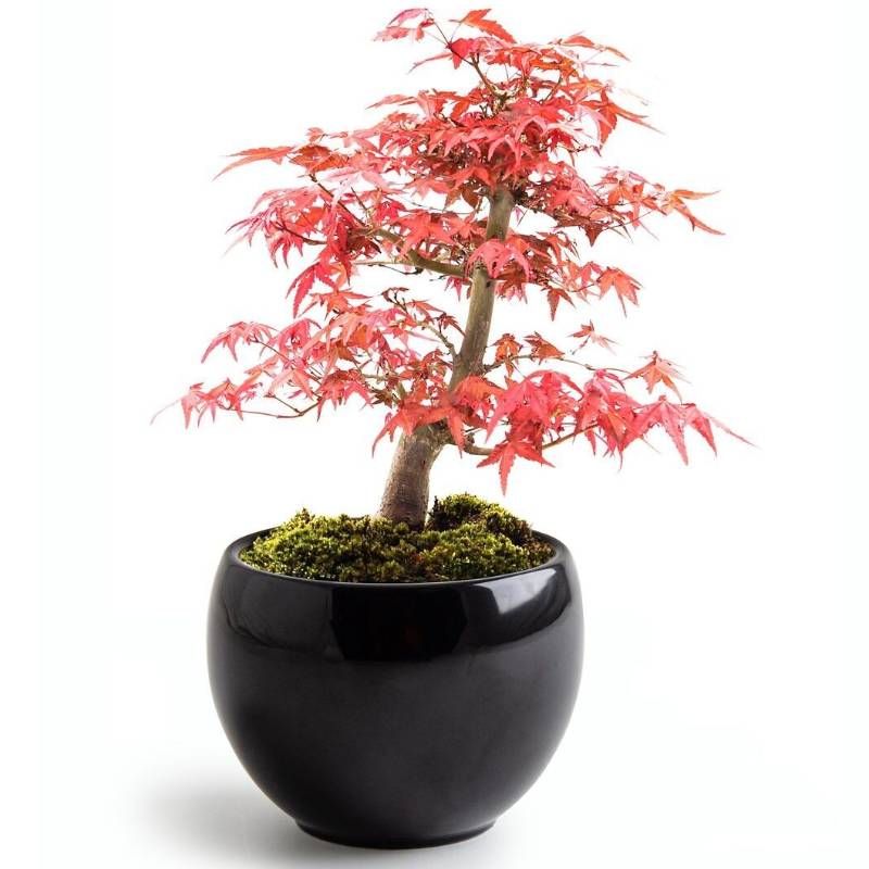 Bonsai Anzucht-Set – Rotahorn (Japanischer Ahorn) inkl. Keramiktopf