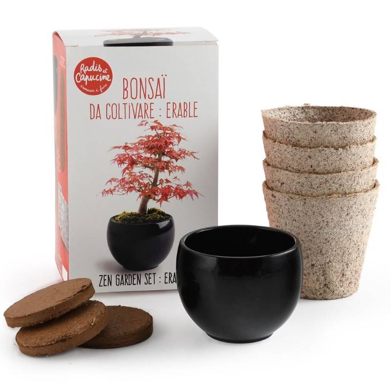 Bonsai Anzucht-Set – Rotahorn (Japanischer Ahorn) inkl. Keramiktopf