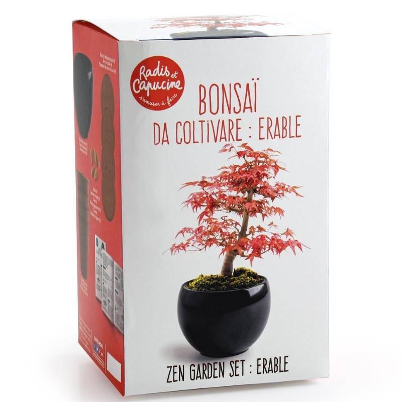 Bonsai Anzucht-Set – Rotahorn (Japanischer Ahorn) inkl. Keramiktopf